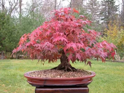 acero giapponese bonsai