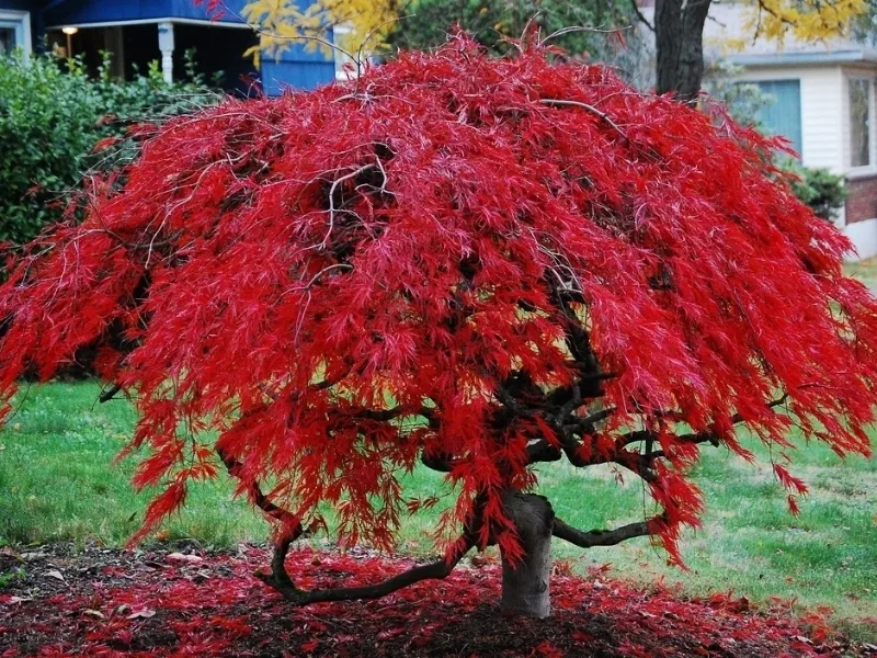 Piccoli alberi da giardino