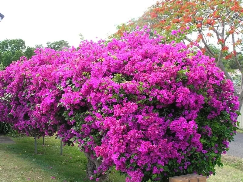 Pianta rampicante