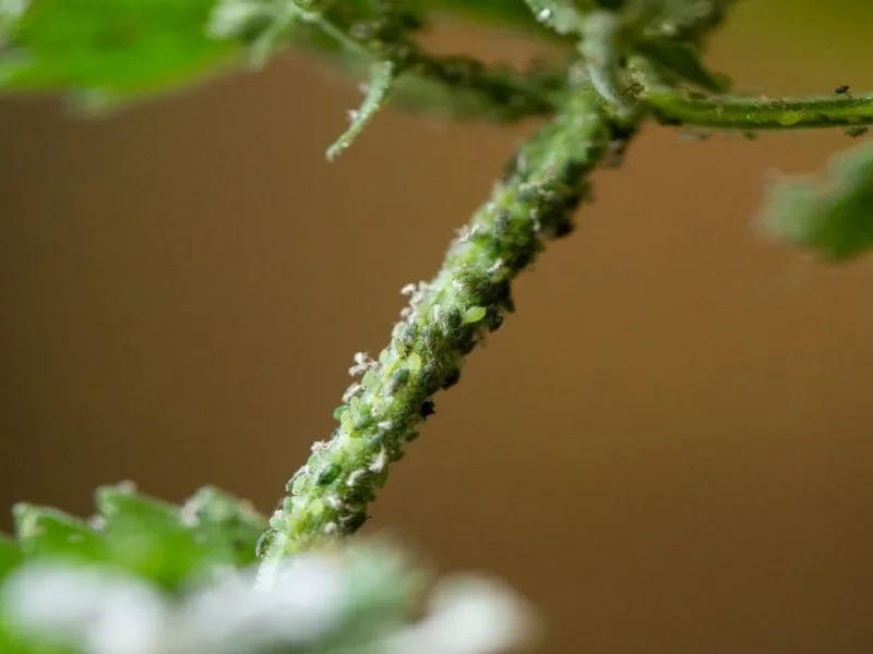 Esempi di afidi infestanti la pianta